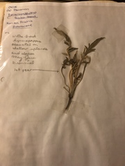 Hymenopappus artemisiifolius