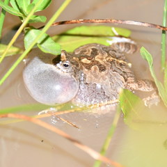 Physalaemus biligonigerus