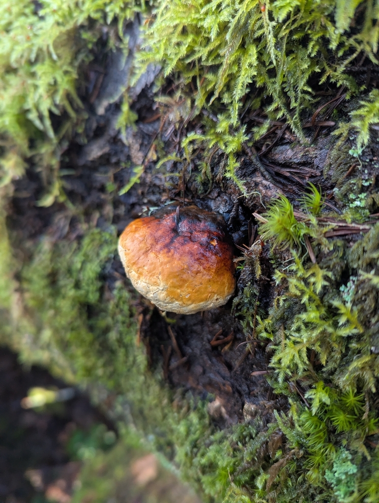 Fomitopsis mounceae · March 2026 · photo: © biotic_factor (iNaturalist, cc-by)