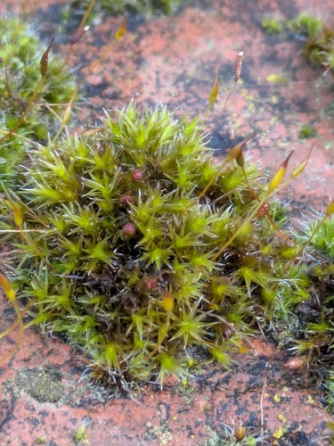 Thickpoint Bloom Moss (Schistidium crassipilum)