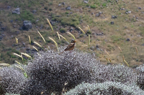 Cretzschmar's Bunting, Sigri, Lesbos, Griechenland, photo 10 of 10