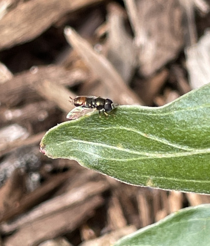 Unknown species found near Northwest Oklahoma City, Oklahoma City, OK, USA