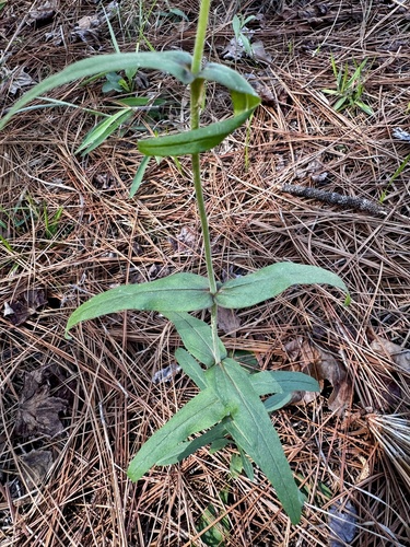 nodding beardtongue (Penstemon laxiflorus)