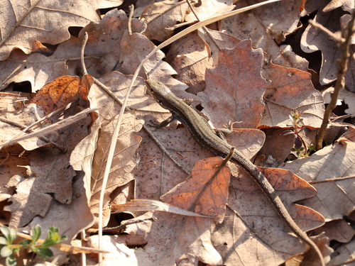 Meadow Lizard