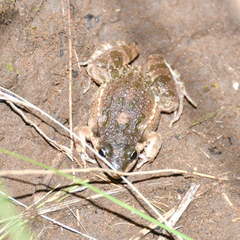 Leptodactylus latinasus