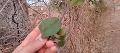 Funastrum pannosum, photograph (c) Carlos Martínez, some rights reserved (CC BY)