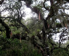 Tillandsia prodigiosa