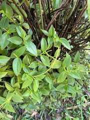 Peperomia glabella, photograph author not stated, no rights reserved
