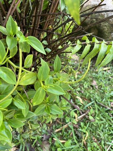 Peperomia glabella, photograph 4