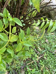 Peperomia glabella, photograph author not stated, no rights reserved