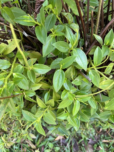 Peperomia glabella, photograph 5