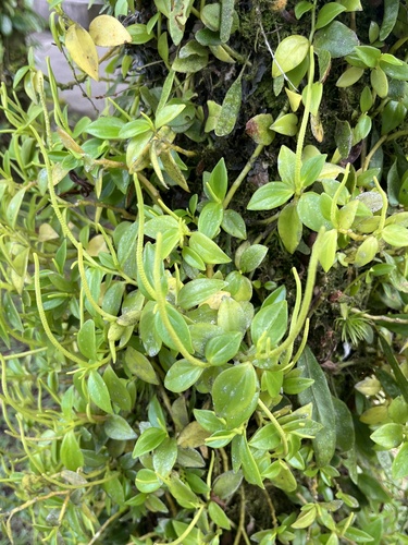 Peperomia glabella, photograph 6