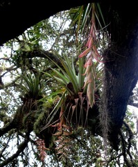 Tillandsia prodigiosa