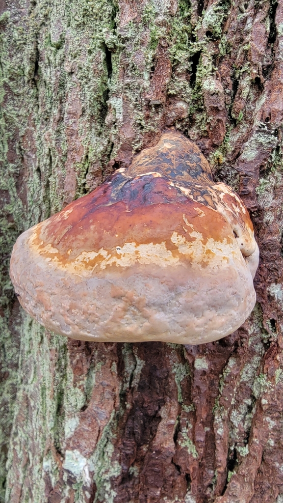 Fomitopsis mounceae · March 2026 · photo: © tompoleski (iNaturalist, cc-by)