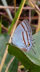 Paiwarria venulius