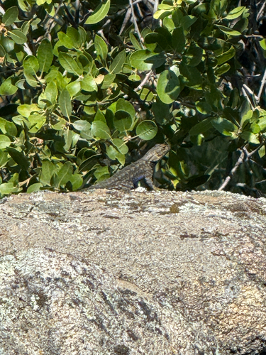 iNaturalist observation photo of Western Fence Lizard