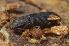 Pycnomerus