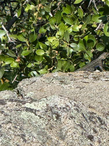 iNaturalist observation photo of Western Fence Lizard