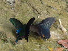 Papilio bianor thrasymedes