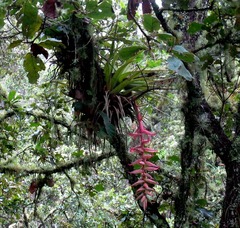 Tillandsia prodigiosa