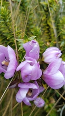 Gentianella foliosa