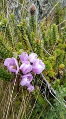 Gentianella foliosa