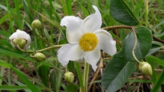Kielmeyera variabilis