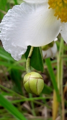 Kielmeyera variabilis