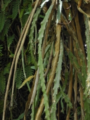 Lepismium cruciforme