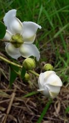 Kielmeyera variabilis