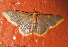 Eois dorisaria