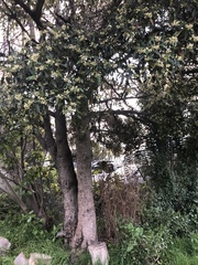 Pittosporaceae