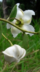 Kielmeyera variabilis