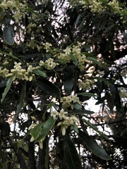 Pittosporaceae