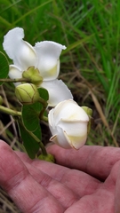 Kielmeyera variabilis