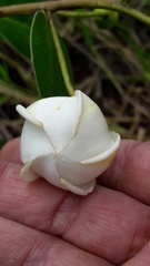 Kielmeyera variabilis