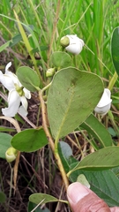 Kielmeyera variabilis