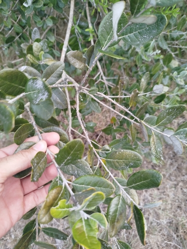 Feijoa (Feijoa sellowiana)