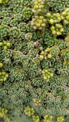 Draba aretioides