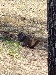 Otospermophilus beecheyi