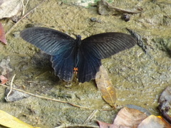 Papilio bianor thrasymedes