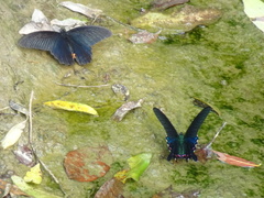 Papilio bianor thrasymedes