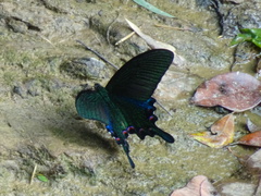 Papilio bianor thrasymedes
