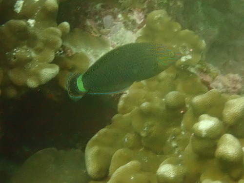 Halichoeres marginatus observed 2026-03-08