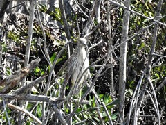 Nycticorax nycticorax image
