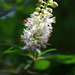 Clethra - Photo (c) Ben Wurst, some rights reserved (CC BY-ND)