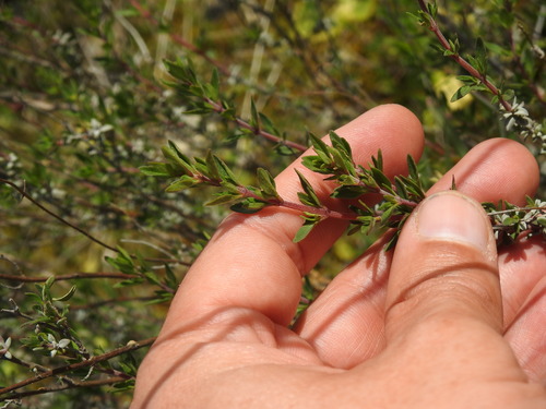 Thymus mastichina, photograph 6