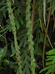 Lepismium cruciforme