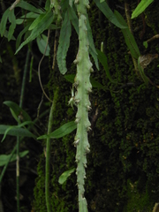 Lepismium cruciforme