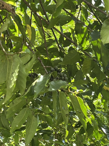 Cananga odorata